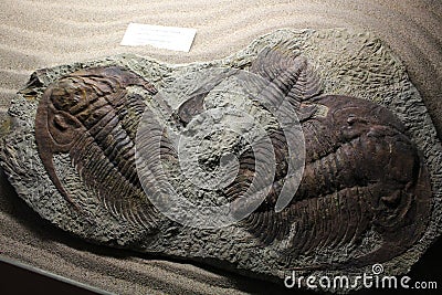 This is ancient animal fossil. Editorial Stock Photo